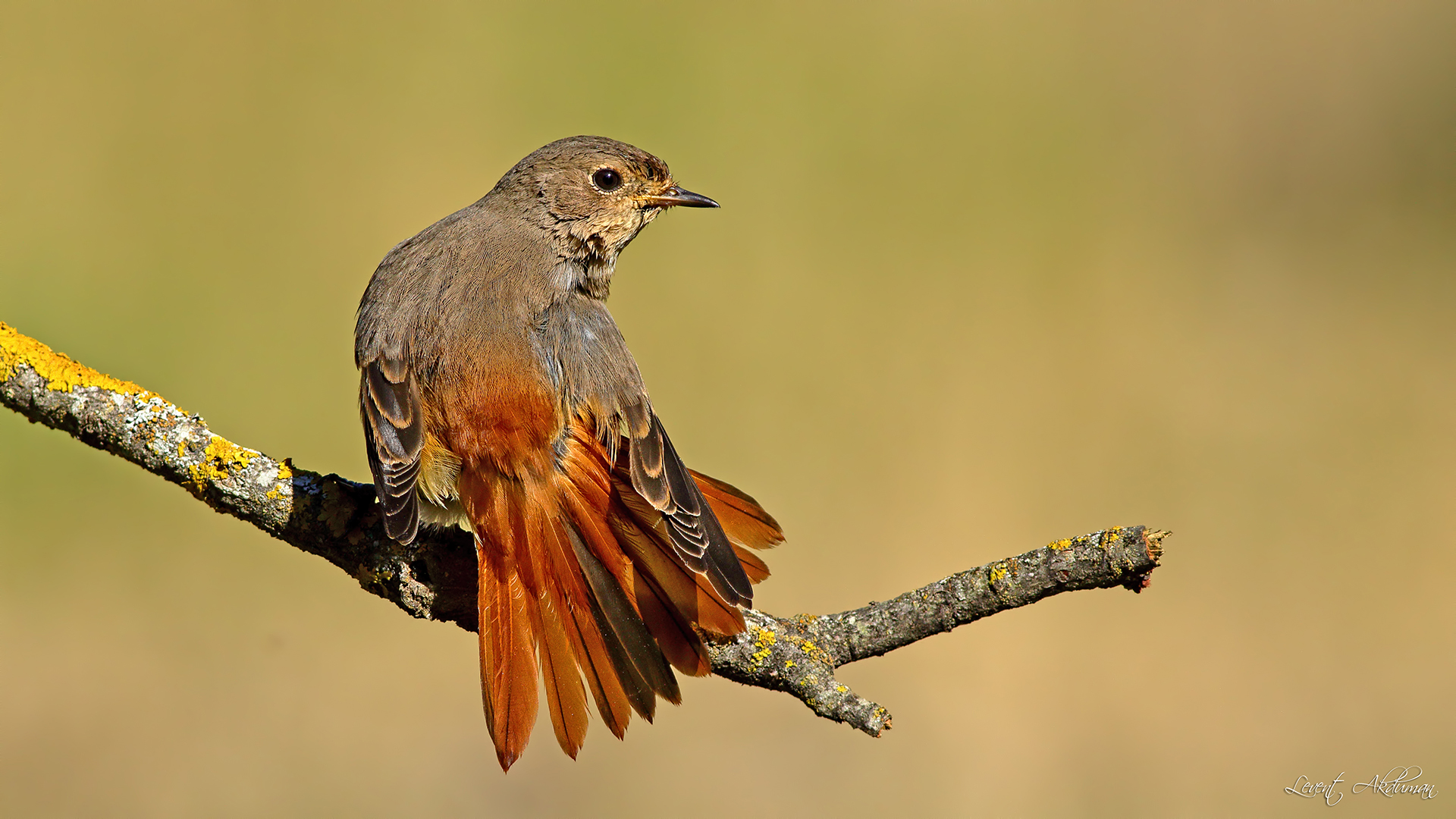 Common Redstart